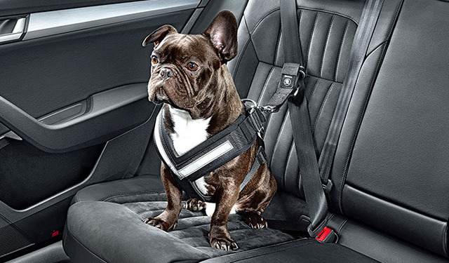Accessori auto per cani
