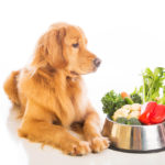Alimentazione vegetariana nel cane