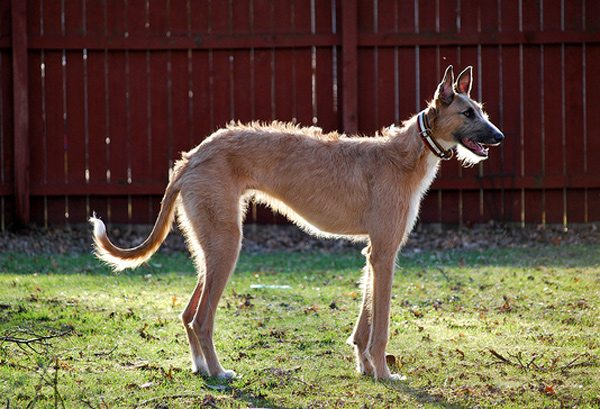 American staghound