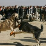 Combattimenti tra cani
