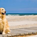 i cani in spiaggia