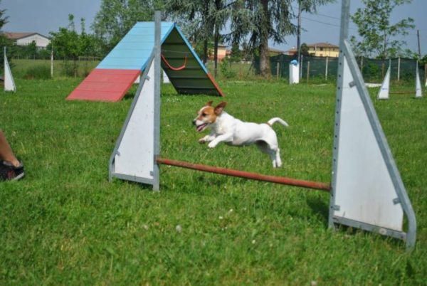 corso di addestramento per cani