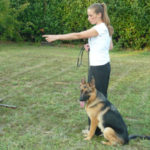 corso di addestramento per cani