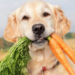 dieta vegana per il cane