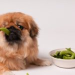 frutta e verdura nel cane