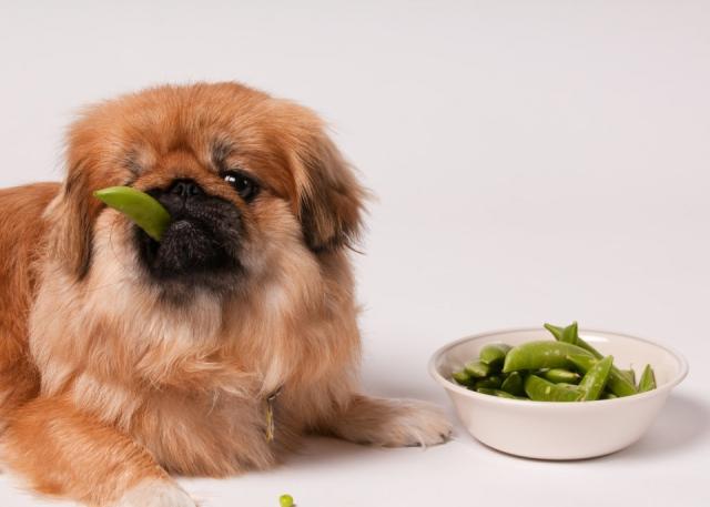 frutta e verdura nel cane