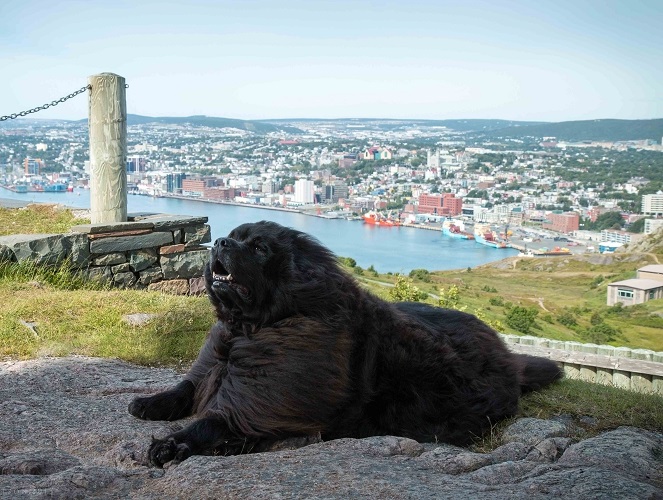 Terranova nero sdraiato sull'erba, razza di cane grande e affettuosa