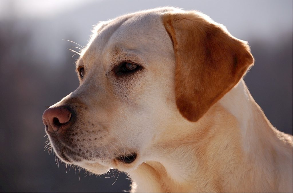 Labrador Retriever: carattere, salute, allevamenti e prezzo