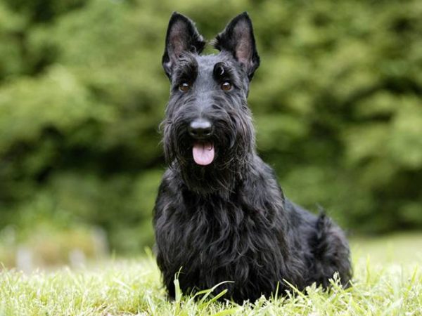 Scottish Terrier: Curiosità, Prezzo, Allevamenti e Cuccioli in vendita