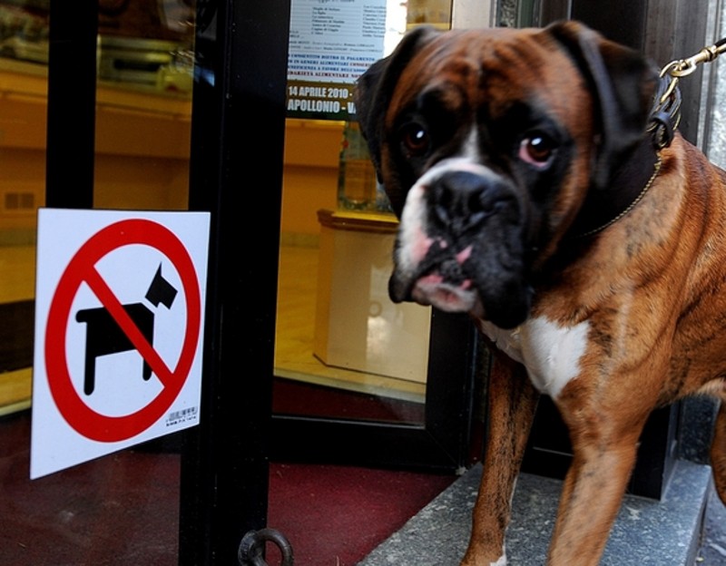 Padova - Viene cacciata dalla pasticceria per i suoi cani: è polemica - Razze di cani