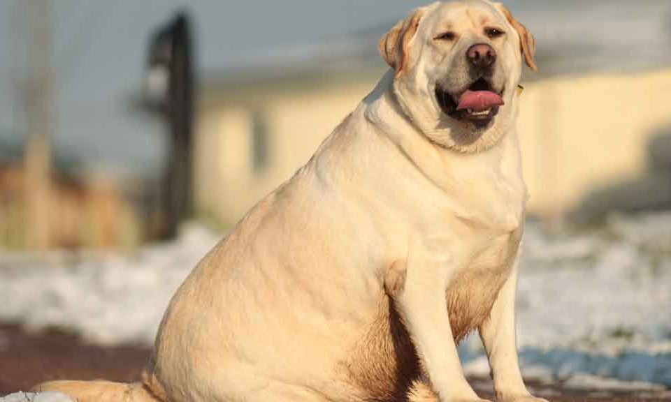 obesità cane